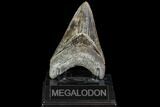 Serrated, Fossil Megalodon Tooth - Colorful Enamel #104985-1